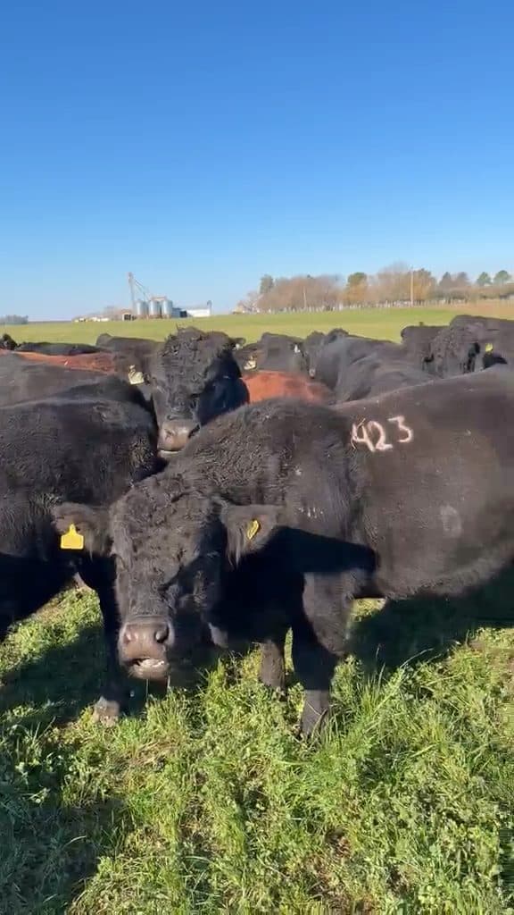 Toros Angus Negros y Colorados