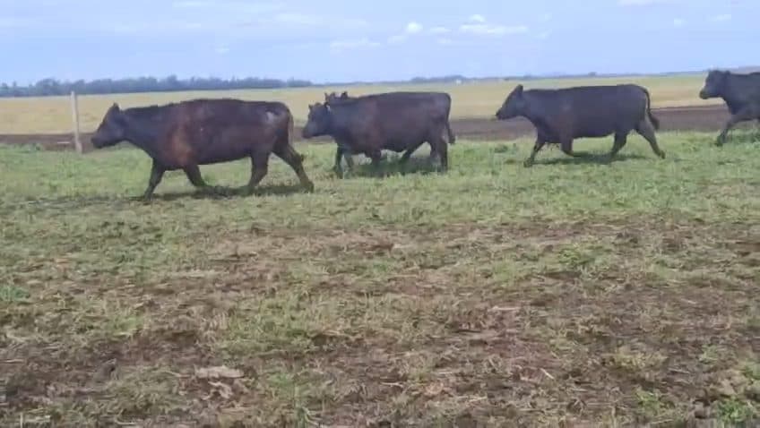 100 Vacas preñadas de 450 kg