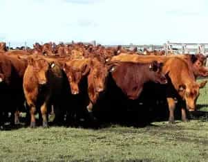 30 Novillitos de 350 kg
